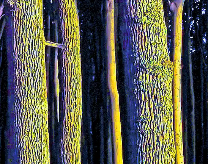 Secret Forest