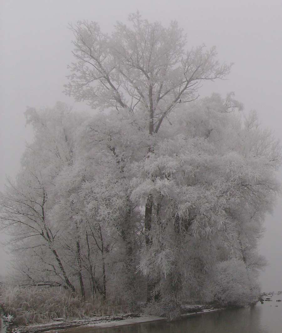 Foto eines Baumes an einem See, Winterlandschaft, Spiegelungen im Wasser, schwarz Weiß, Detail Baum