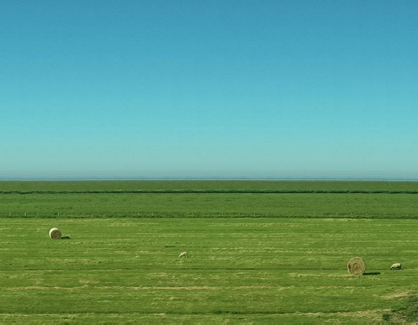 Panoramafoto von Sylt, grüne Wiese mit blauem Himmel und schafen, Detaiansicht