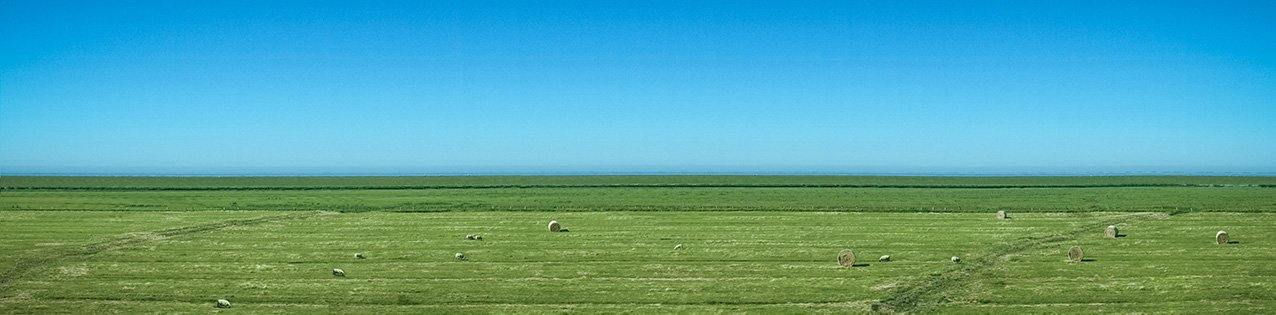 Panoramafoto von Sylt, grüne Wiese mit blauem Himmel und schafen