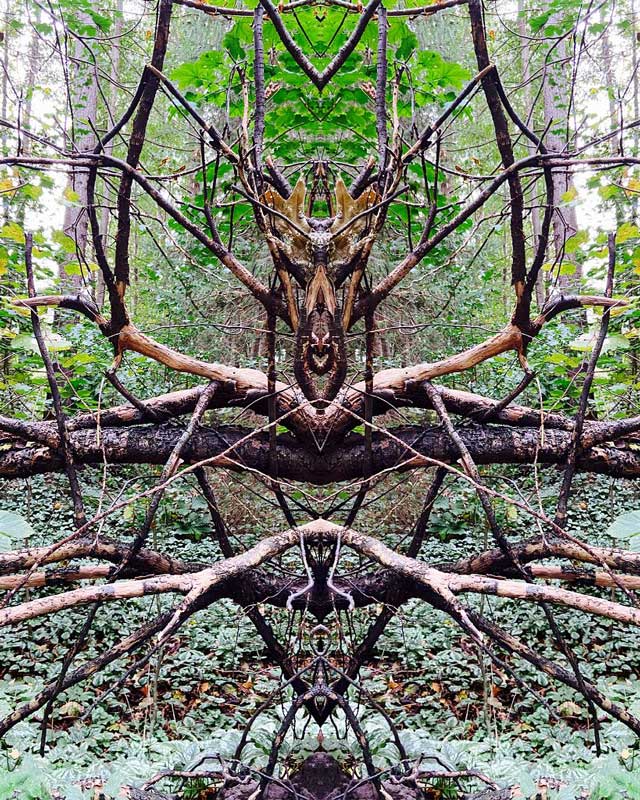 Gespiegeltes foto aus dem Wald, Wurzeln sehen jetzt wie eine große Spinne aus.