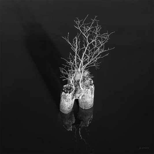 Kleiner Baum im Wasser