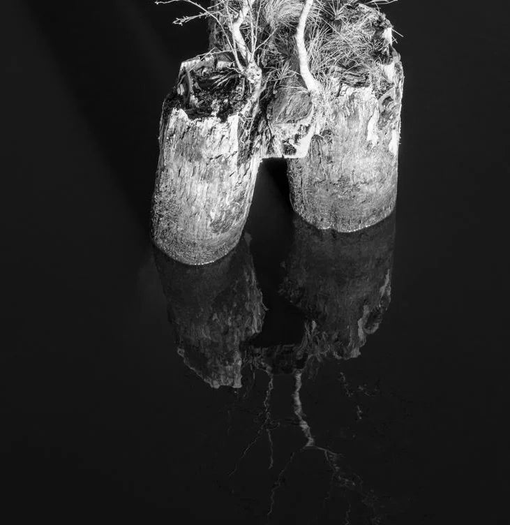 Kleiner Baum im Wasser