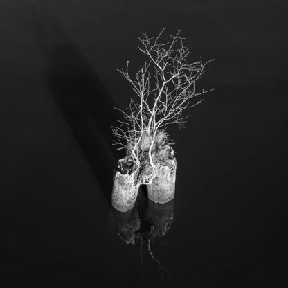 schwarz weiß foto, ein kleiner baum steht auf einem Pfahl in schwarzem Wasser