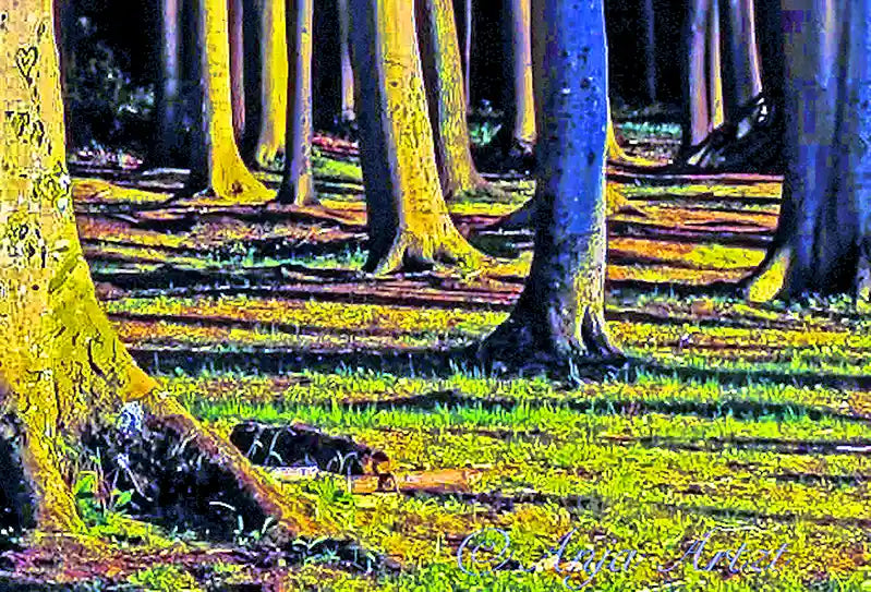 Secret Forest 