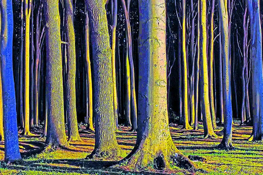 Secret Forest 