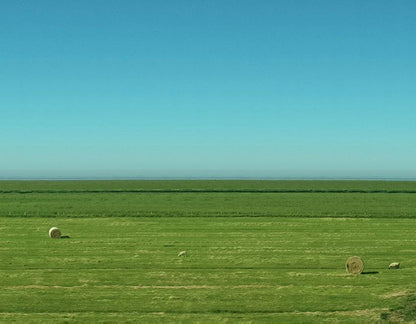 Panoramafoto von Sylt, grüne Wiese mit blauem  Himmel und schafen, Detaiansicht