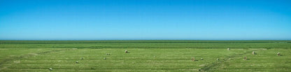 Panoramafoto von Sylt, grüne Wiese mit blauem  Himmel und schafen